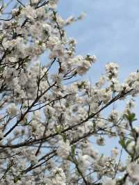 Unexpected Cherry Blossoms Moment