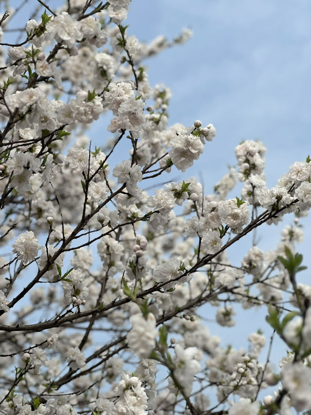 Unexpected Cherry Blossoms Moment