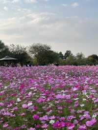 🌾 서울 하늘 아래 바람과 걷는 시간, 하늘공원