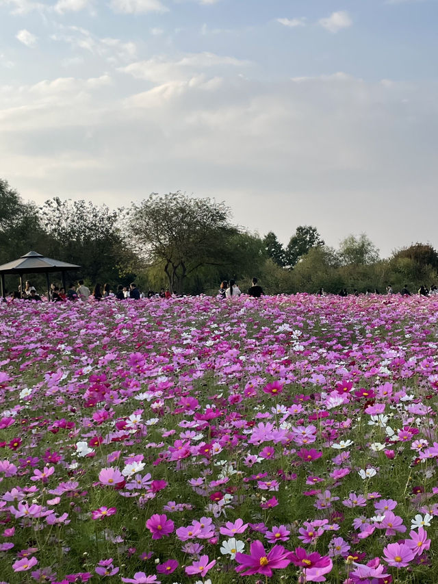 🌾 서울 하늘 아래 바람과 걷는 시간, 하늘공원