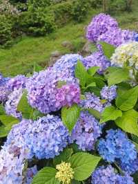 杉林溪繡球花季
