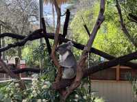 メルボルン観光🐨🌿
