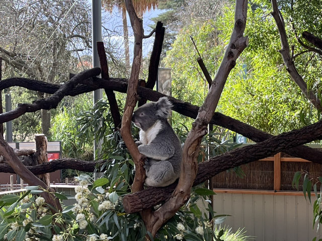 メルボルン観光🐨🌿