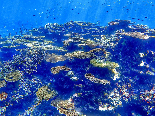 【沖縄】瑠璃の島でシュノーケル体験🤿