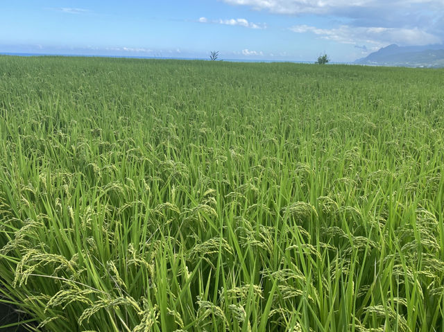 巴特虹岸  🌾 豐濱 新社梯田 🌾
