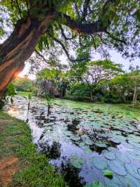 Lily Pond - The hidden gem at Gardens By The Bay