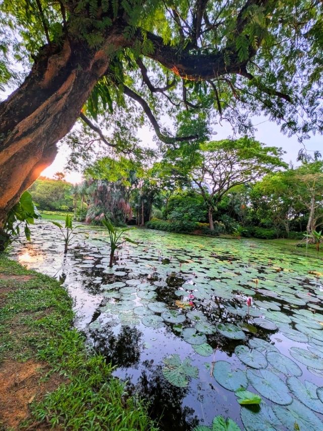 Lily Pond - The hidden gem at Gardens By The Bay