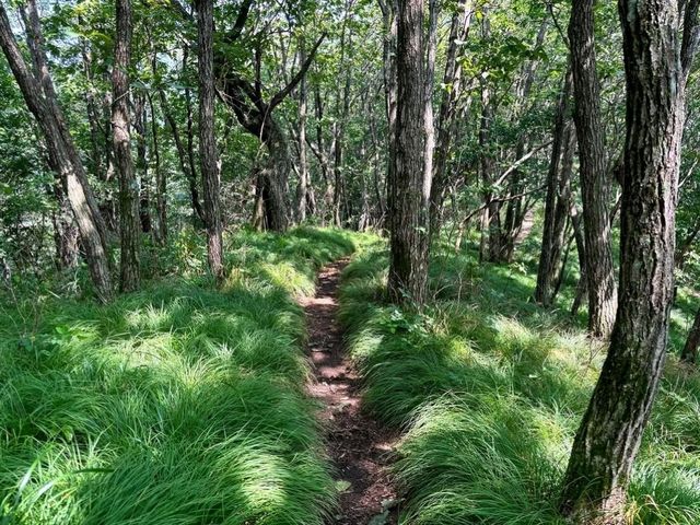 Trees, Chill Vibes, and Unexpected Wow