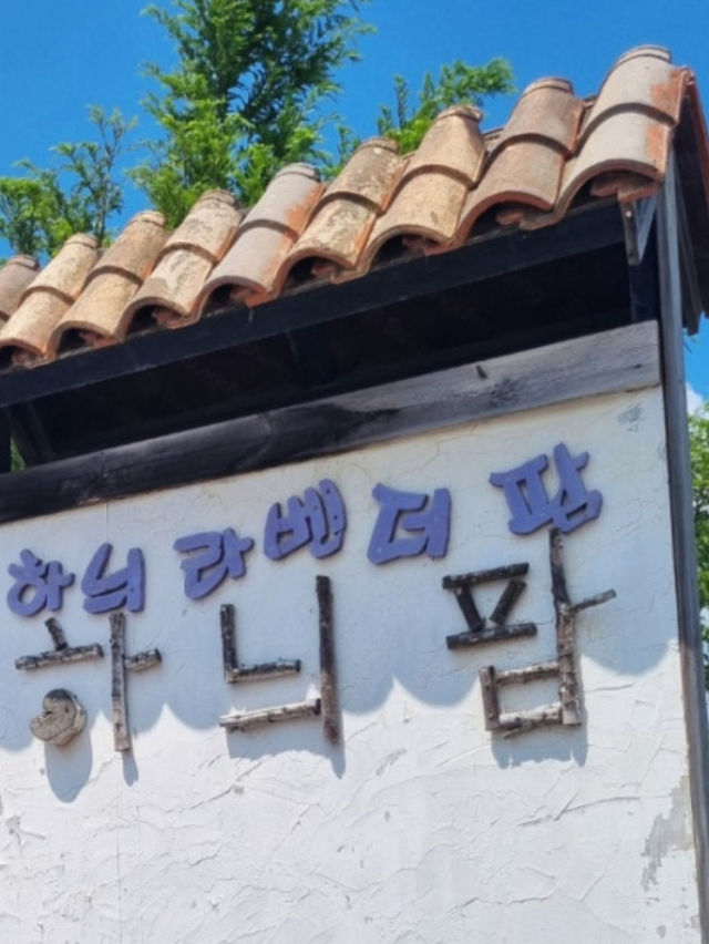 고성 라벤더축제가자!!!