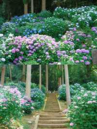 ทุ่งดอกไฮเดรนเยียที่สวยที่สุดใน Fukuoka 🩵🇯🇵