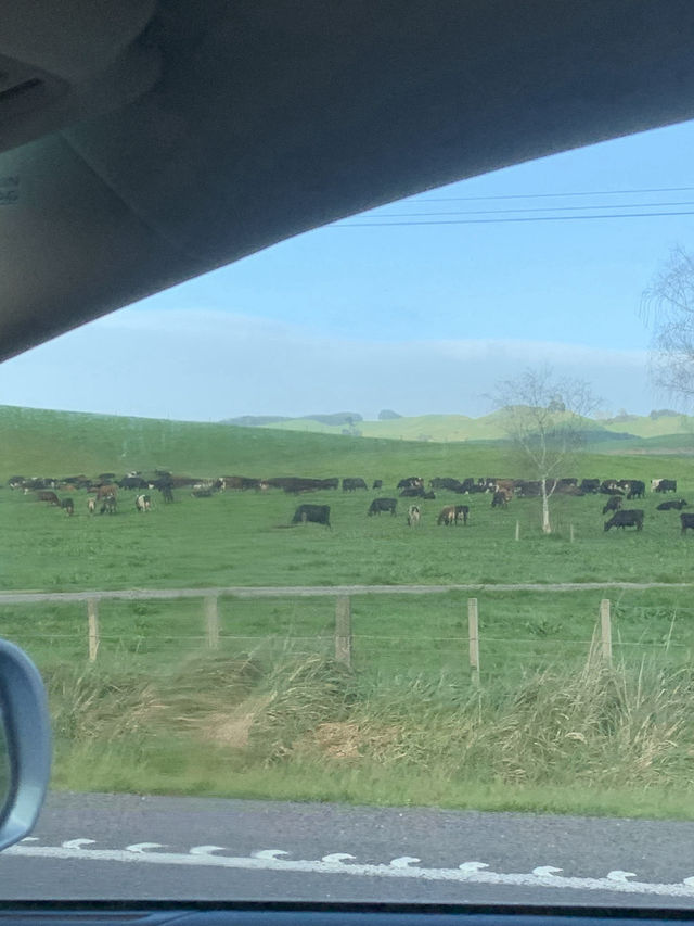 📍Taupō, New Zealand 一場天馬行空的公路冒險，就從這裡出發 🚗💨
