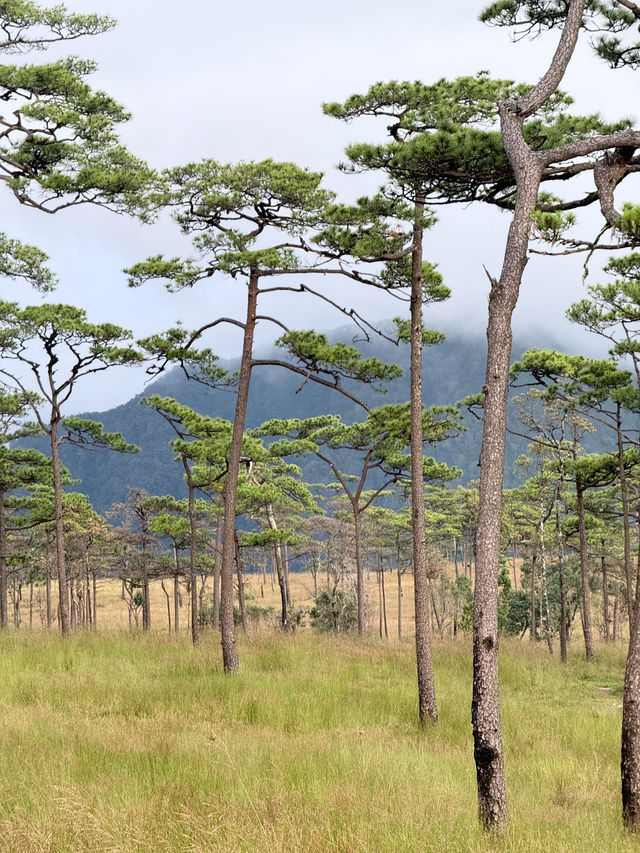 เดินป่าภูสอยดาว เมื่อปลายปีแล้ว 🌿