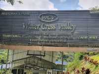 Water Cress Valley in Cameron Highlands