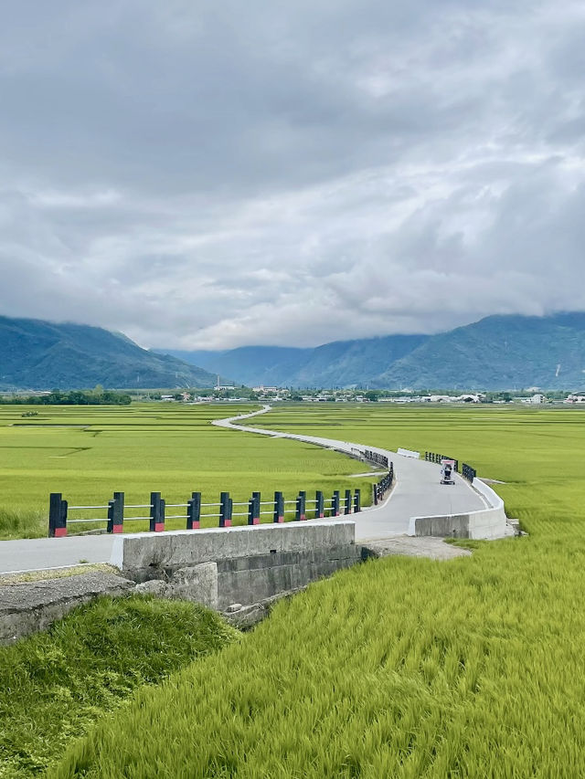 🌾 台東伯朗大道攻略｜稻田秘境x單車小路x拍照天堂 📸🚴‍♀️