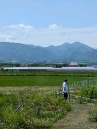 9 Days in Sapporo; Otaru; Lake Toya; Furano; Biei and Back to Sapporo