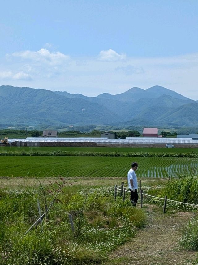 9 Days in Sapporo; Otaru; Lake Toya; Furano; Biei and Back to Sapporo