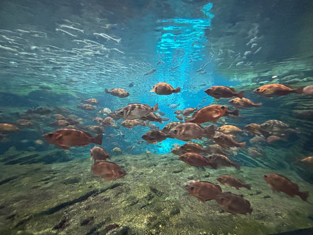 上越市立水族博物館（色調非常漂亮）