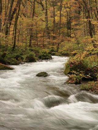 Japan's Famous Autumn Foliage Spots｜Embark on a Fairytale Journey of Autumn