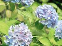 關西6月必訪！三室户寺繡球花盛放 京都1小時直達