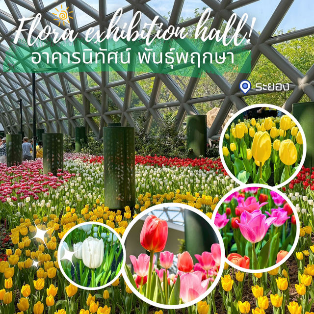 ทิวลิปในไทย@อาคารนิทัศน์พันธุ์พฤกษา