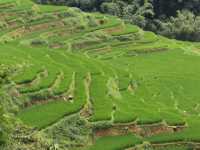 🌾 Mist, Mud & Magic – Sapa Rice Field Hike in June