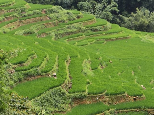 🌾 Mist, Mud & Magic – Sapa Rice Field Hike in June
