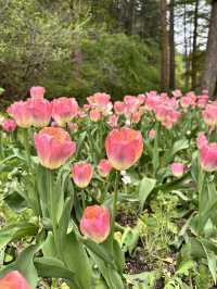 可能係全韓國最靚嘅花園！晨靜樹木園：四季都美到不像話💐💫
