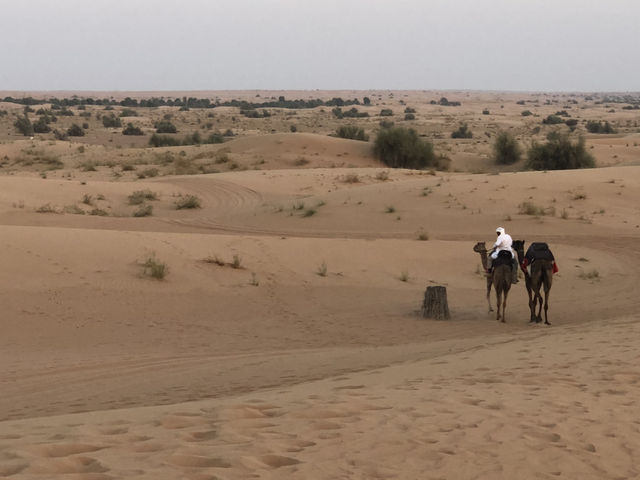 🐫 두바이 사막에서 만나는 황금빛 노을 & 아라비안 어드벤처 🌅