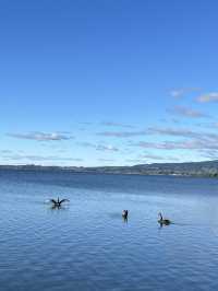 💙🦢 New Zealand’s Lake Days – Where the Sky Meets the Water