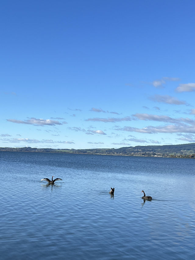 💙🦢 New Zealand’s Lake Days – Where the Sky Meets the Water