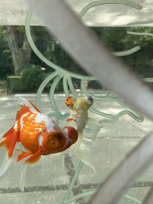 比較上海迪士尼，遛娃更值得去的地方- 上海動物園🐯🐼