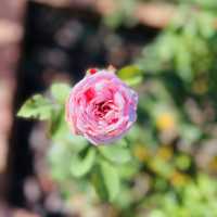 Step into History & Blooming Beauty