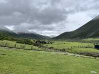 🌈 Kangding’s Muya Holy Land – Where Summer Brings Snow & Rainbows ❄️🐾
