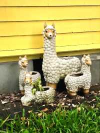 David & Alpaca Café: Coffee, Cuddles and Cuties in Taipei