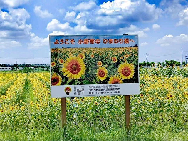 向日葵之丘公園