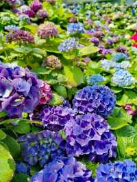 韓國花卉公園
