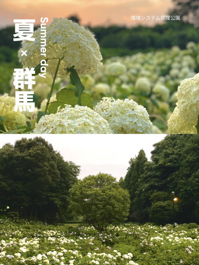 【群馬】紫陽花とホタルが鑑賞できる公園