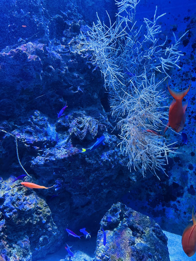 🐋Okinawa Churaumi Aquarium🐋