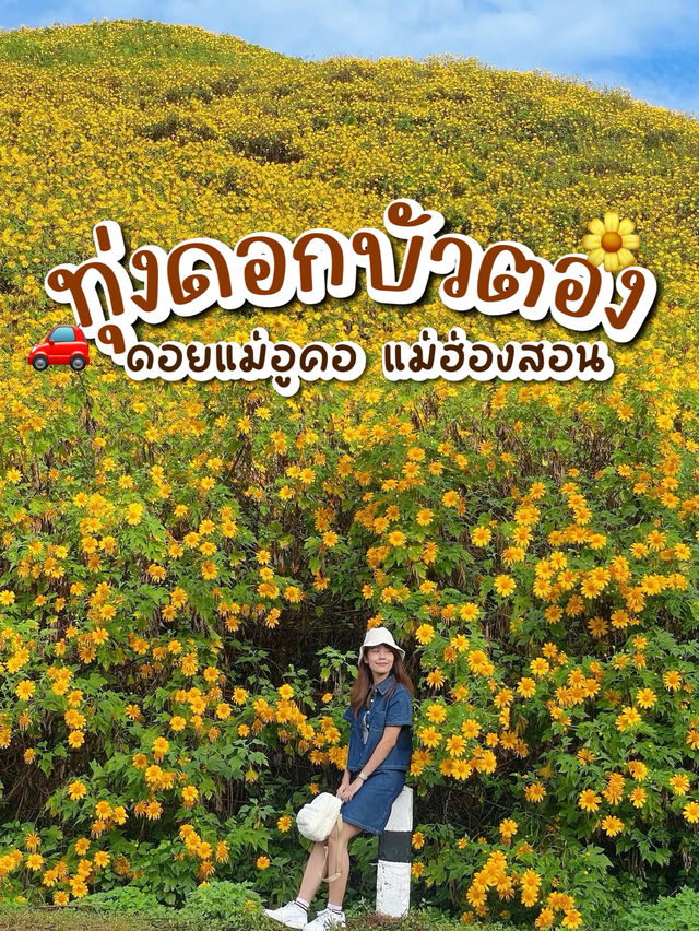 เที่ยวทุ่งบัวตอง ที่ดอยแม่อูคอ แม่ฮ่องสอน