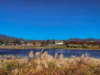 🌿 รีวิว Arashiyama & ป่าไผ่ 