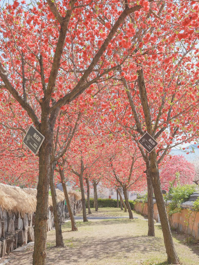 하늘 아래 천국이 있다면 바로 여기일거야🌸❤️