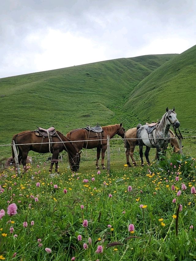 horse trail @ Juta 🇬🇪