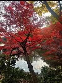 【水前寺成趣園】心がすっと整う、熊本の癒し庭園🌿