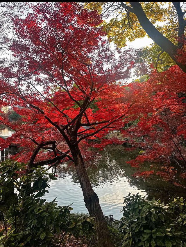 【水前寺成趣園】心がすっと整う、熊本の癒し庭園🌿