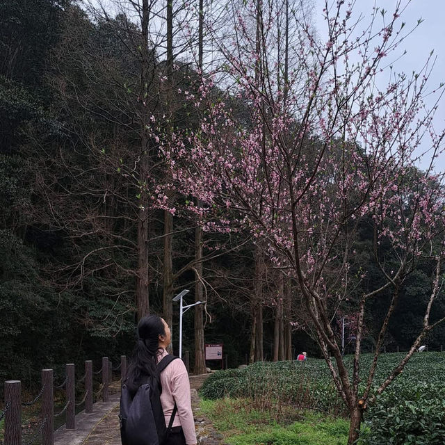 🌅 West Lake (西湖): A Grand Stage of Nature and Culture