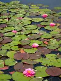 A Vision of Serenity 