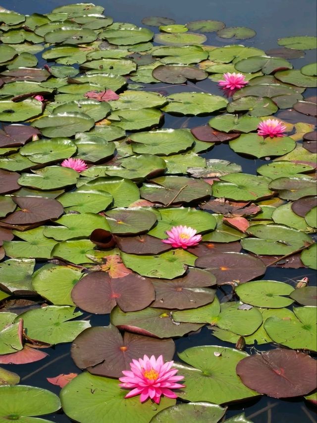 A Vision of Serenity 