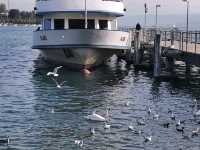 Lake Zurich: A Sparkling Jewel of Urban Serenity