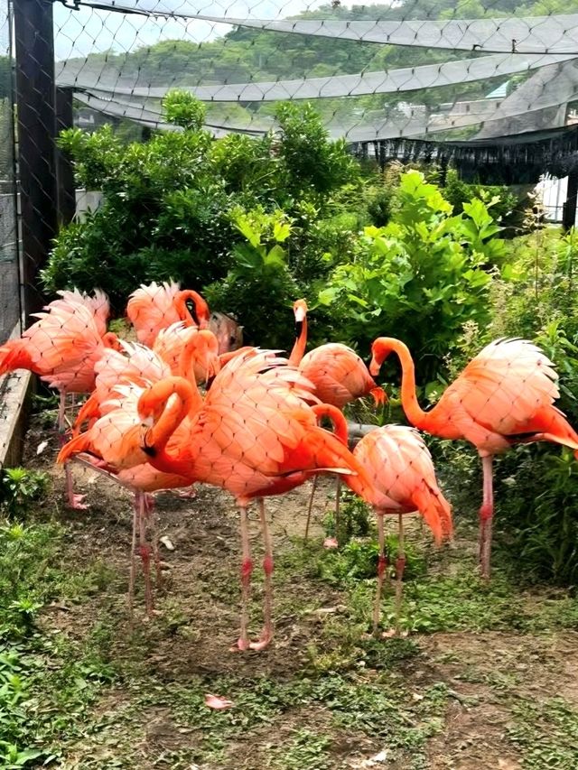 Nature and Wildlife at Higashiyama Zoo and Botanical Gardens