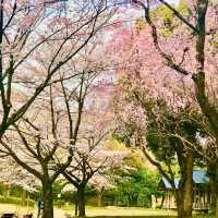 🌸都心の隠れ花見スポット：モモと桜が重なる早稲田鶴巻町🌸